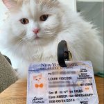 new york pet driver license customer photo