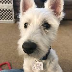 new york pet driver license customer photo2