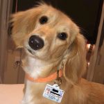 south carolina driver license customer photo