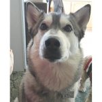 wisconsin driver license customer photo2