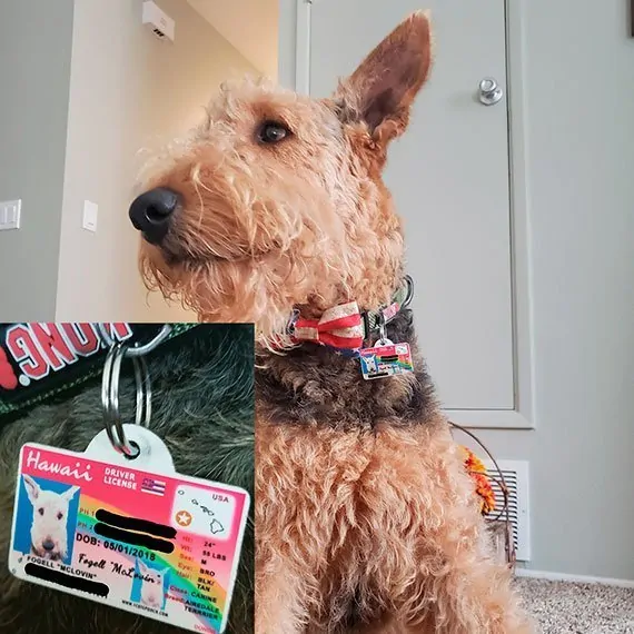 hawaii driver license customer photo